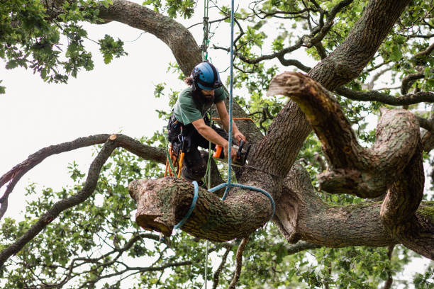 How Our Tree Care Process Works  in  Mineral Ridge, OH