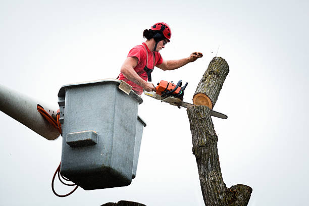 Best Hazardous Tree Removal  in Mineral Ridge, OH