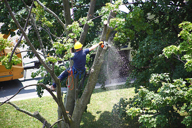 Best Weed Control  in Mineral Ridge, OH